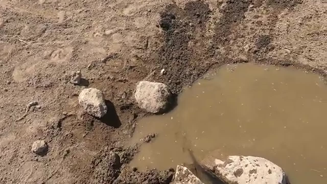 8 Weeks Later I unplug A Spring For The Wild Horses