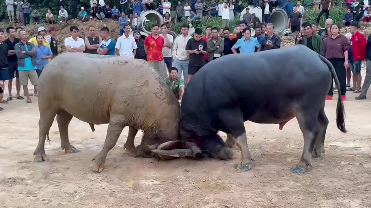 Giant bull duel - comment if you liked it