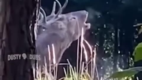 Funny Animals