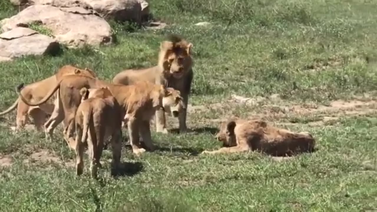 Dangerous Lions Battle