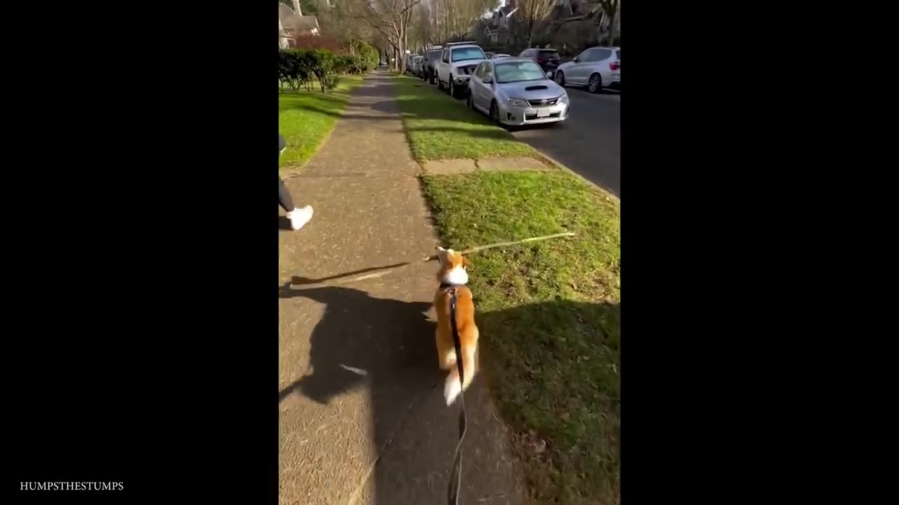 Funny dog video