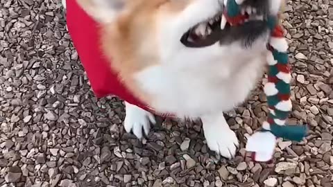 Super Corgi Fails!