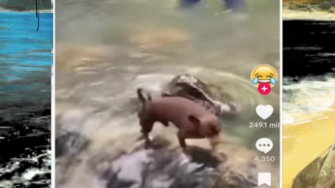 Just shorts videos - Follow 😜😋!!!!!!!