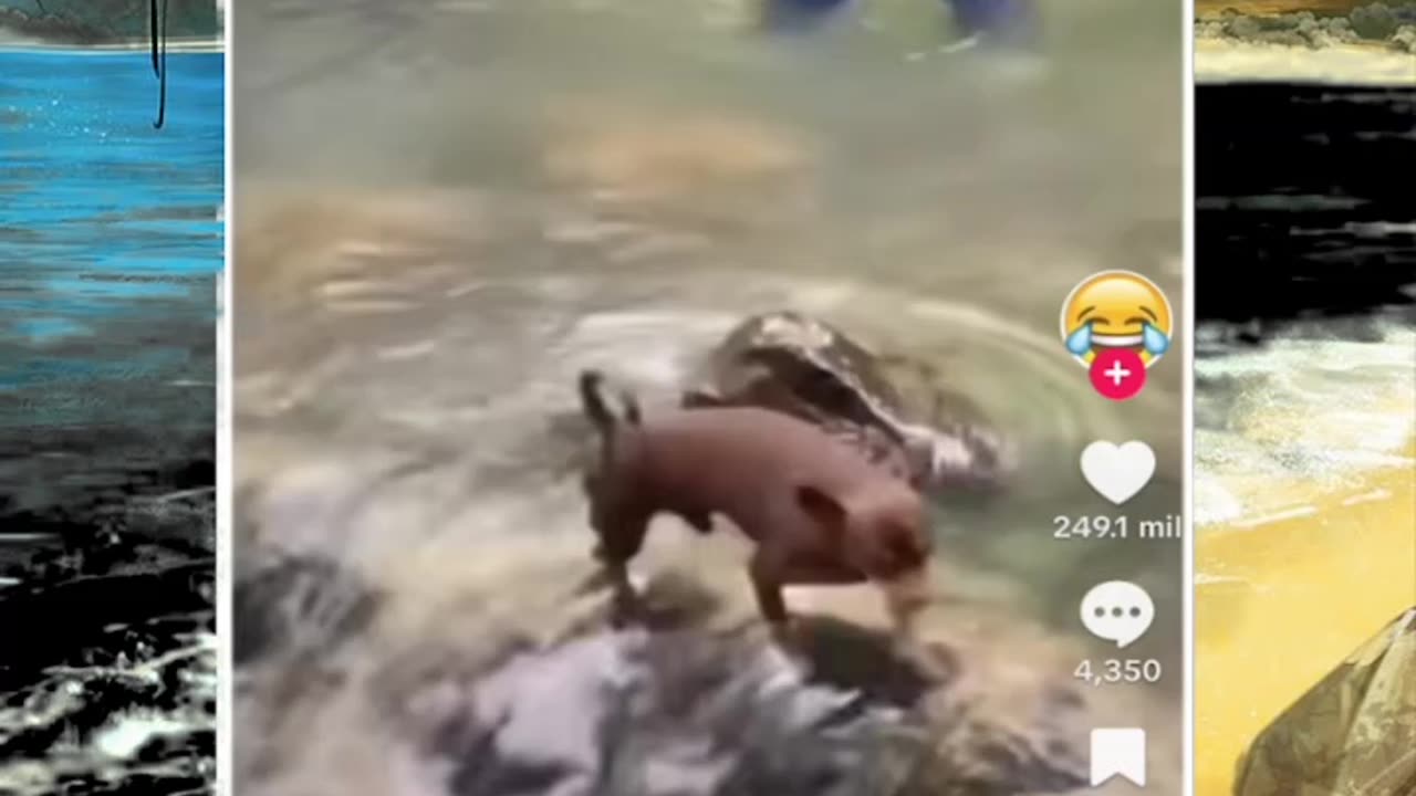 Just shorts videos - Follow 😜😋!!!!!!!