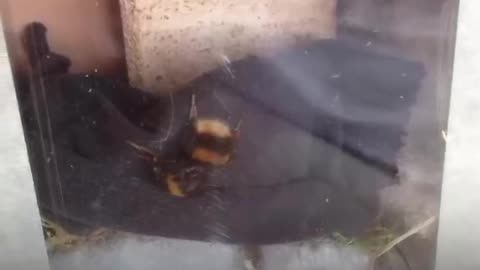 BEE🐝TIFUL THURSDAY 9/18/25