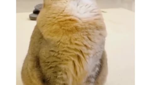 Sleeping cat