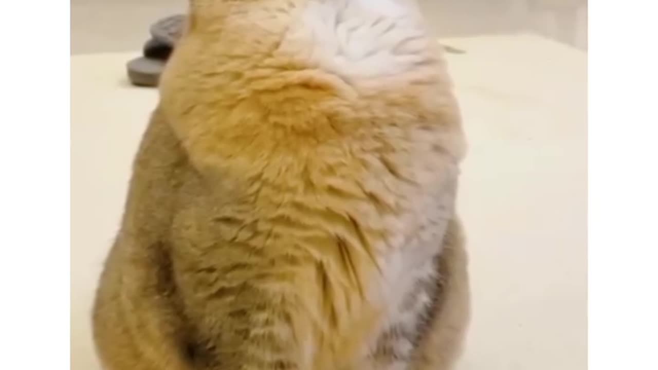 Sleeping cat