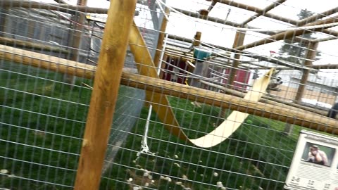 Minnie and the new spider monkey