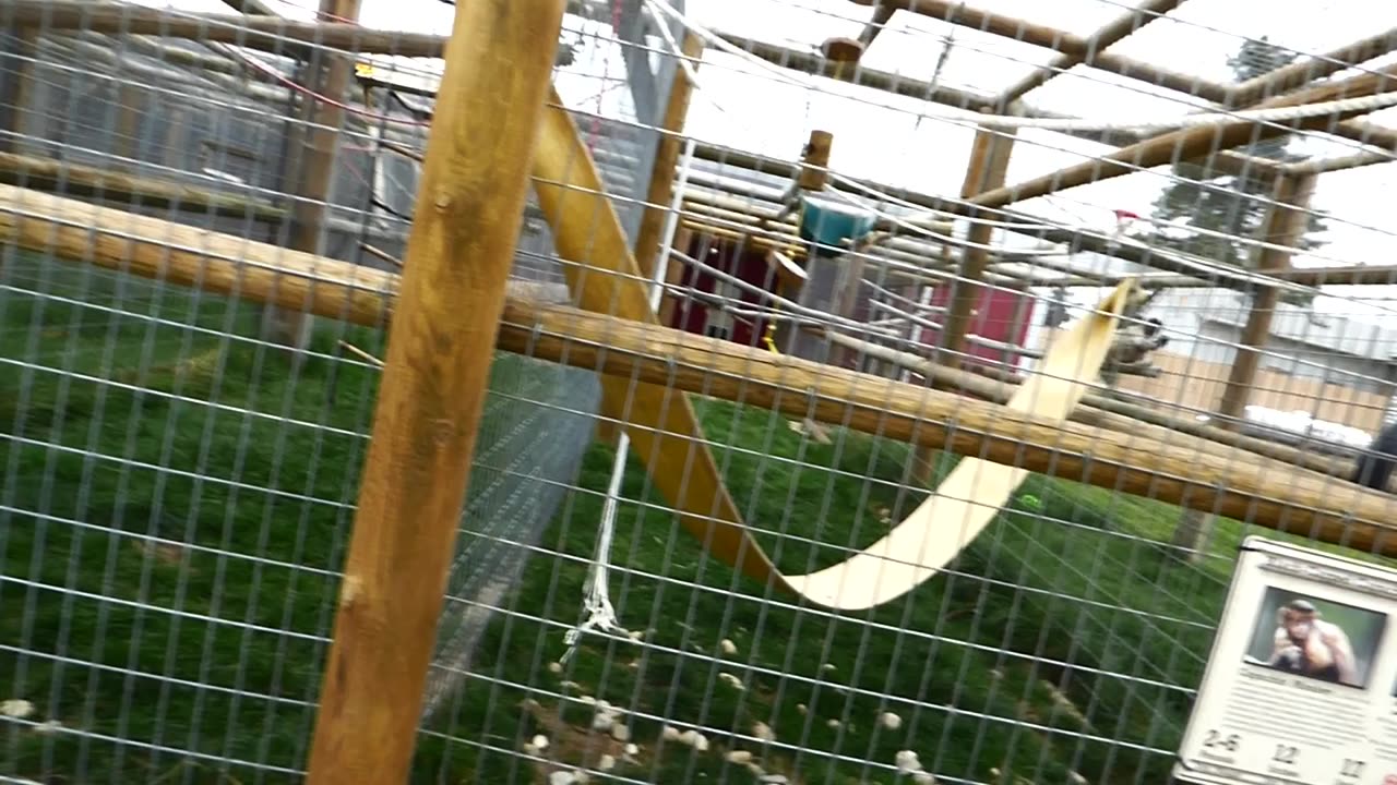 Minnie and the new spider monkey