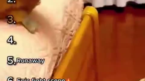 Top 6 funny cats moments