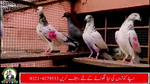 Pigeons Chicks For Sale Contact Number On Screen Watch Video In HD Urdu/Hindi