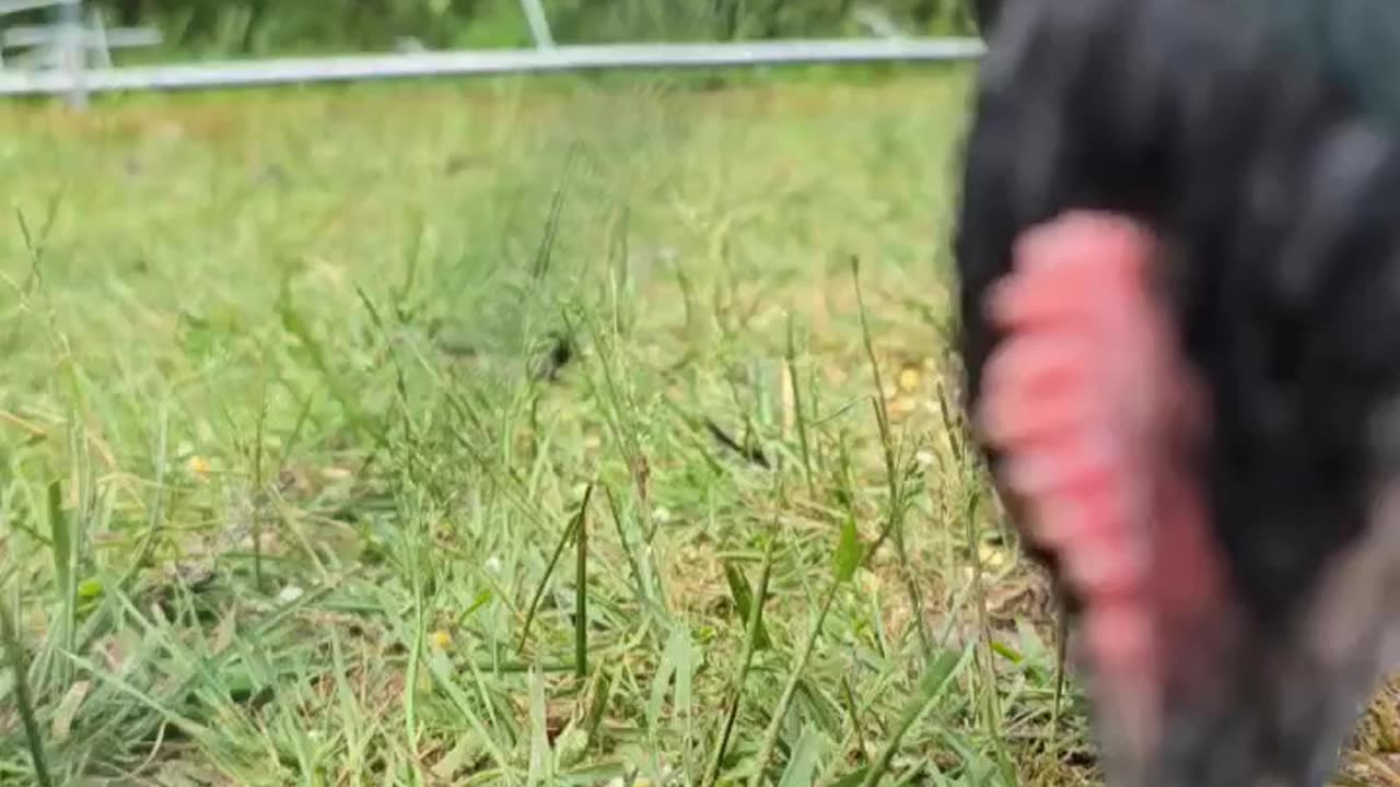 Chicken Sparky