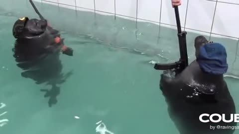 Seals With Guns