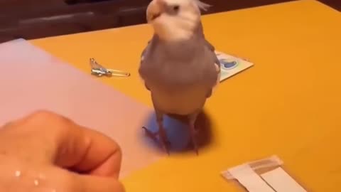 funny animals