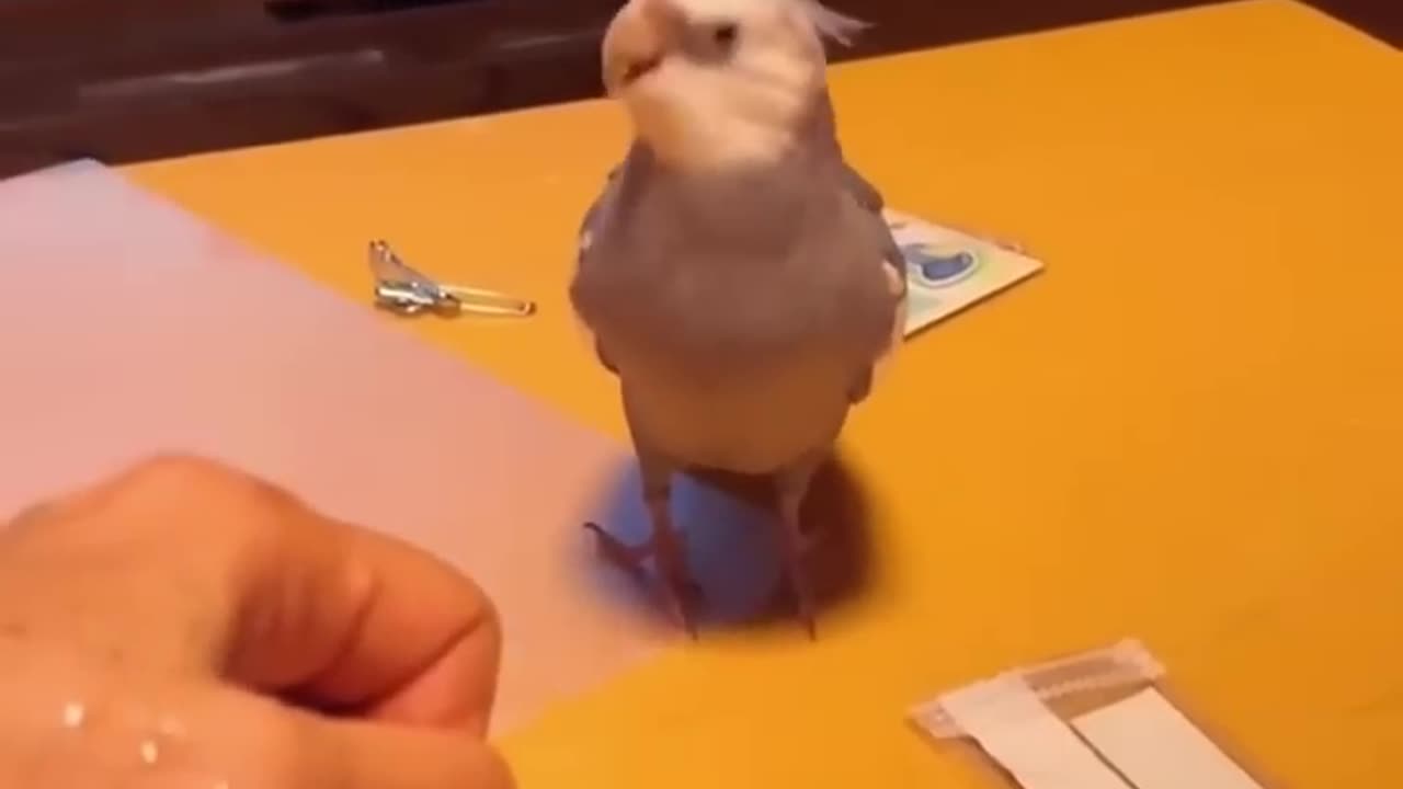 funny animals