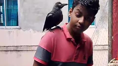 Crow with man bath in the rain