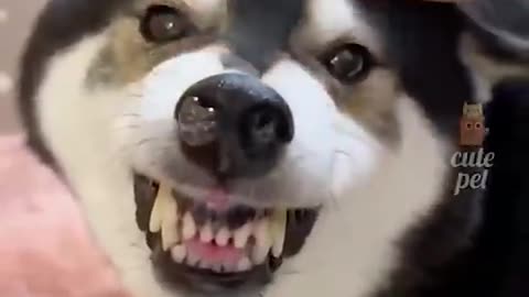 "When Animals Act Like Humans 😂 | Try Not to Laugh!"