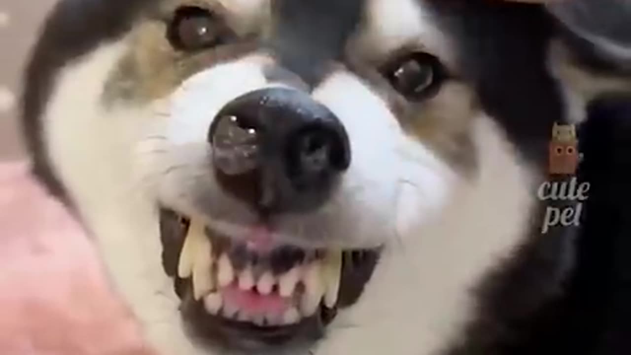 "When Animals Act Like Humans 😂 | Try Not to Laugh!"