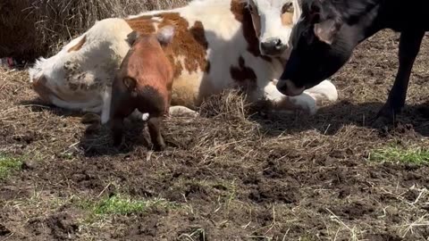 Peppa Herding Cows
