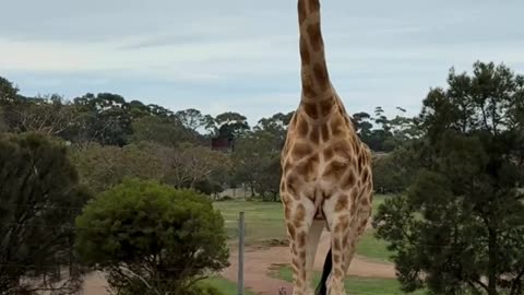 African animal animal animal conservation