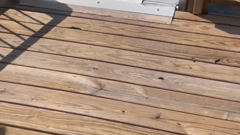 🐢😂 Who's Got the Speed of Light? Turtles are FAST! | FunFM