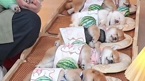 Littels Dog's Comedy Videos 🤣 so cute videos 😍 funny videos 🤣 so much for watching this video 😂
