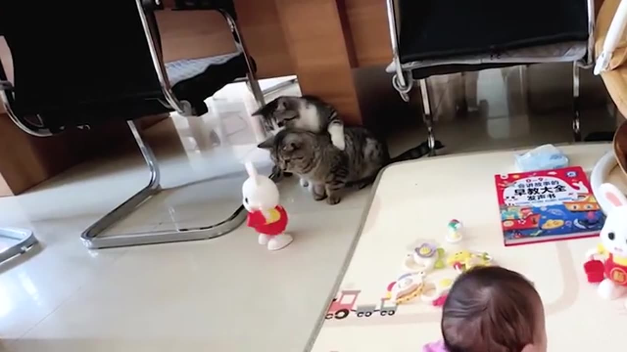 Curious Cat Mode 24/7 🐱