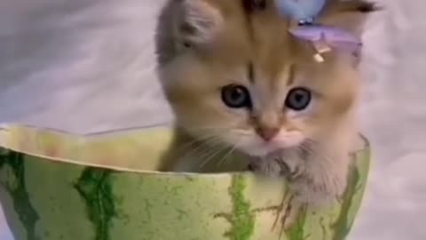 "Baby Cat Vs Robot Vacuum - Who Wins?"