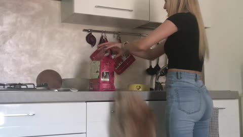 Overexcited Poodle Jumps for His Food
