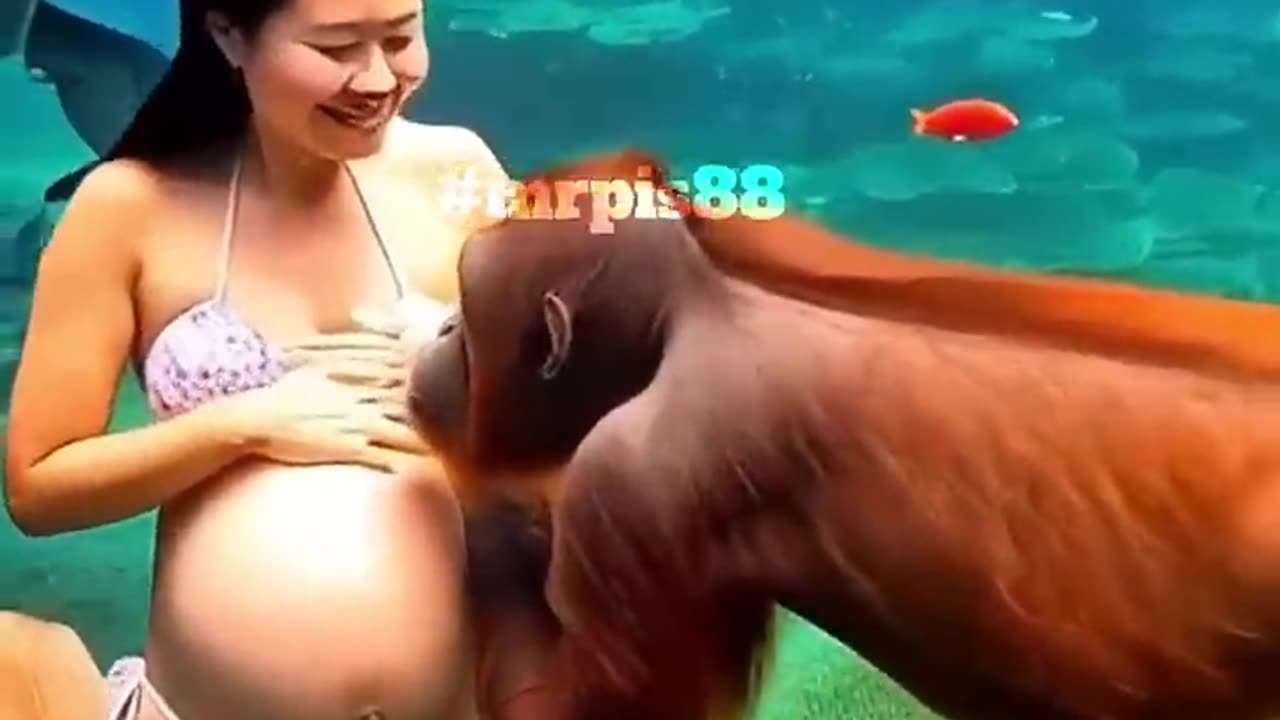 Pregnant girl dives with Orangutan under the sea