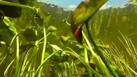 Luca Martinez is an 18-year-old nature videographer.