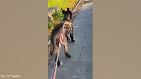 Funniest Cats and Dogs Video