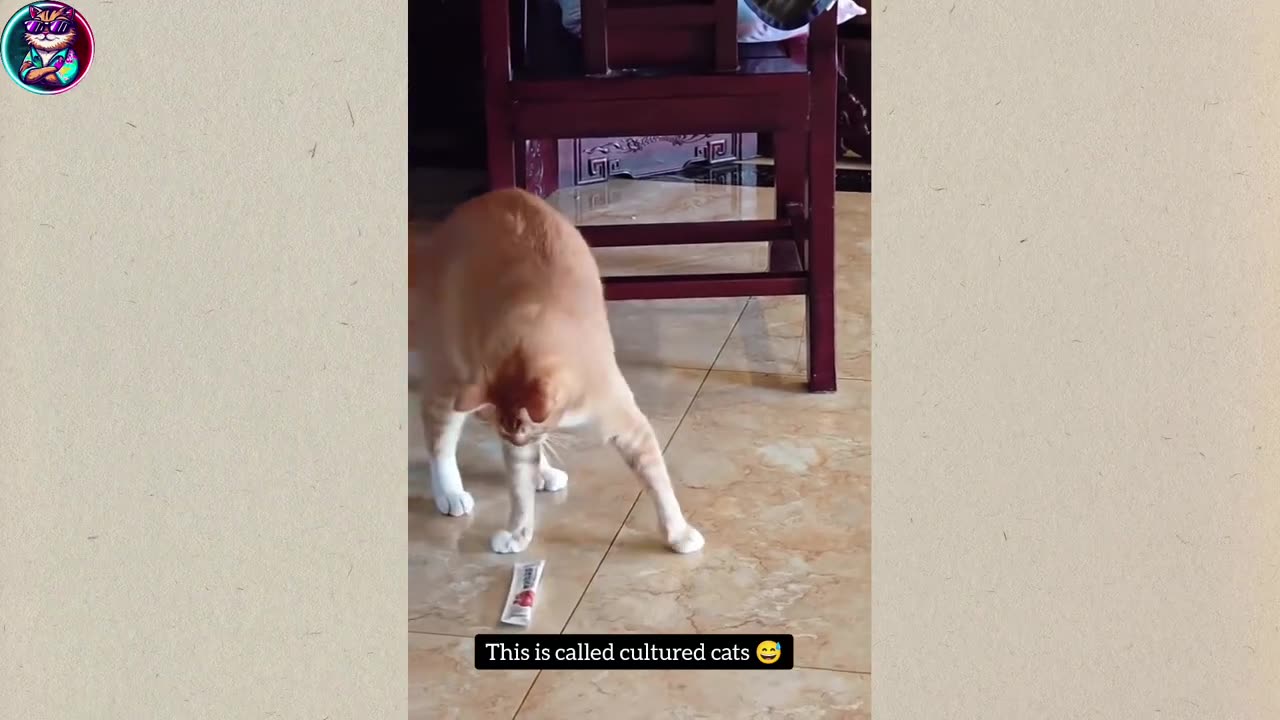 #funny cats