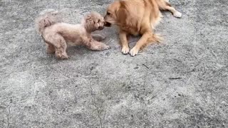 Funny animals