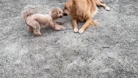 Funny animals