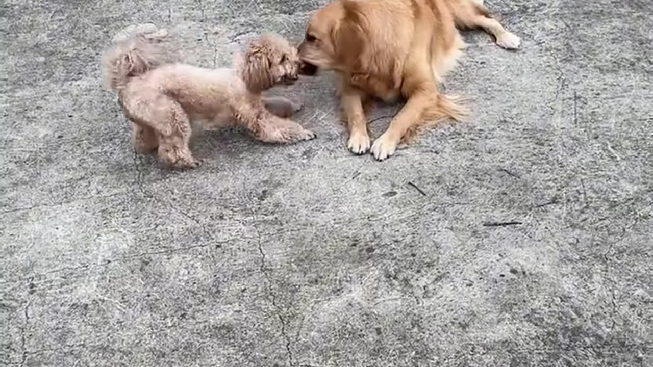 Funny animals