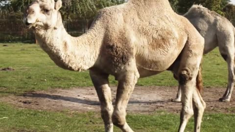 Animal animal behavior bactrian camel