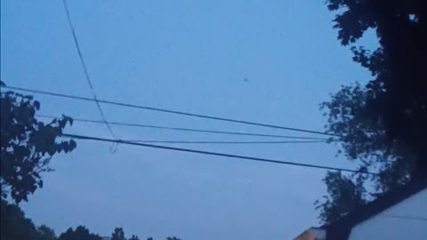 Brown bat