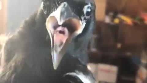 🦅📝 Crow Will Remember This! | FunFM
