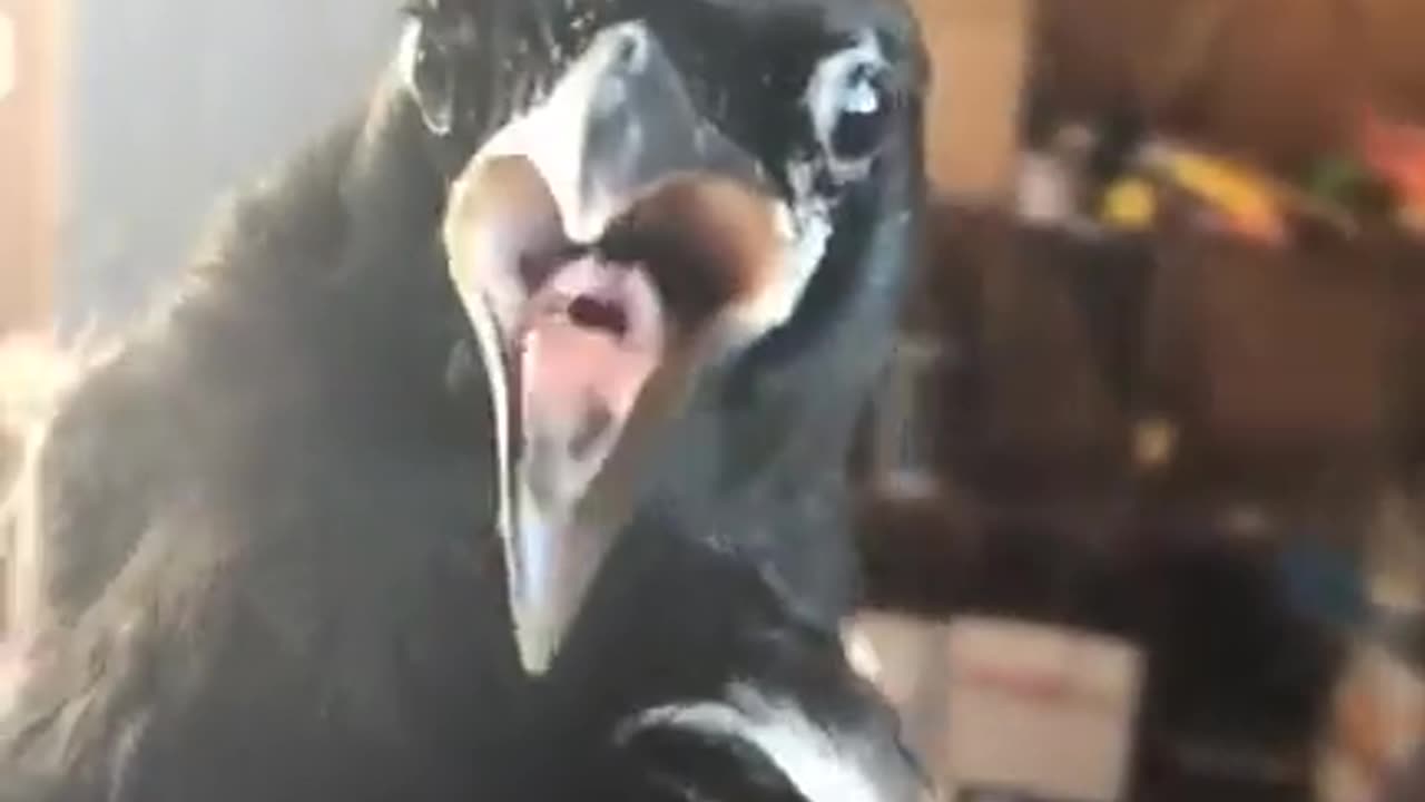 🦅📝 Crow Will Remember This! | FunFM