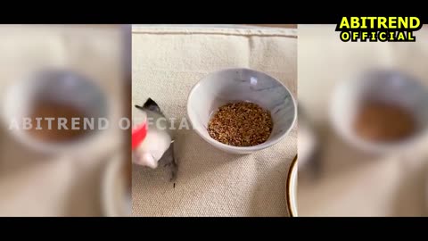 BEST FUNNY VIDEO