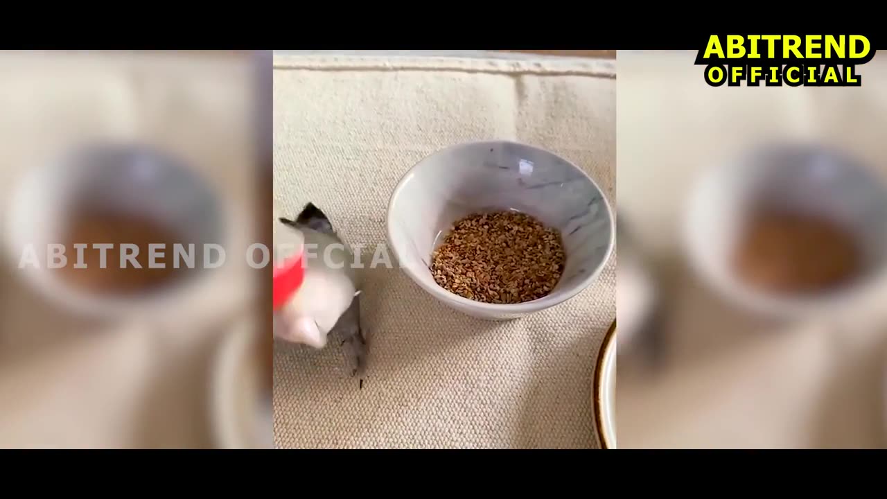 BEST FUNNY VIDEO