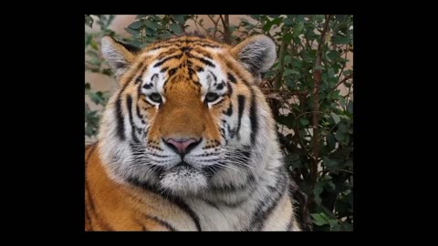 Tiger's Eye: A Glimpse into their World