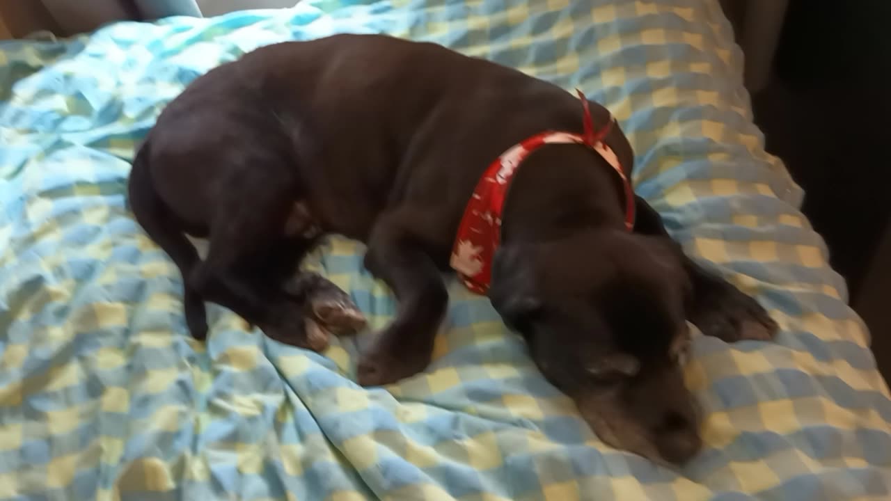 Sirius after grooming