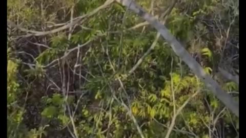 📹 Real Footage of STRANGE Creatures Caught on Camera 😱👣