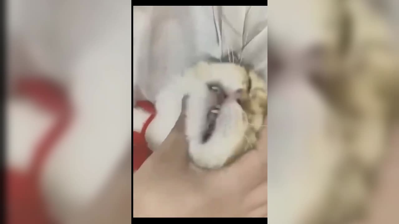Cutes Cats