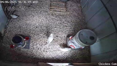 Millar Time Chicken Cam