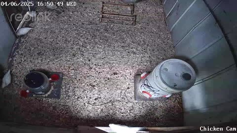 Millar Time Chicken Cam