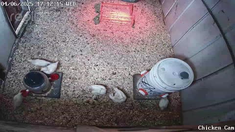 Millar Time Chicken Cam