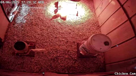 Millar Time Chicken Cam